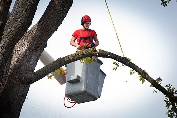 Best Root Management and Removal  in Leesburg, FL